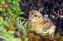 Capercaillie (Tetrao urogallus) chick feeding, Kuhmo, Finland, June.