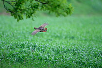 Grey partridge (Perdix perdix) flying low over field, Estonia, May.