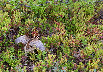 Willow grouse / Ptarmigan chick (Lagopus lagopus) running through vegetation, Utsjoki, Finland, July.