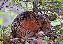 Female Capercaillie (Tetrao urogallus) rolling egg back into nest, Kuhmo, Finland, June.