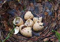 Hazel grouse (Tetrastes / Bonasa bonasia) nest with broken egg shells after hatching, Vaala, Finland, June.