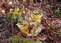 Two Capercaillie (Tetrao urogallus) chicks, Vaala, Finland, June.