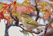 Yellow browed warbler (Phylloscopus inornatus) perched on twig, Uto, Finland, September.