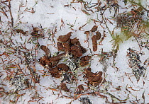 Hazel grouse (Tetrastes / Bonasa bonasia) droppings amongst pine needles and lichen on snow, Kuusamo, Finland, April.