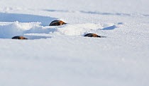 Three Grey partridges (Perdix perdix) looking out from holes in snow, Lapinjarvi, Finland, February.