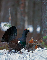 Male Capercaillie (Tetrao urogallus) displaying to two females at lek, Vaala, Finland, May.