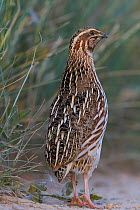 Male Common quail (Coturnix coturnix) portrait, Spain, May.