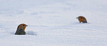 Two Grey partridge (Perdis perdix) heads looking out from snow, Liminka, Finland, February.