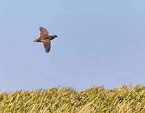 Common quail (Coturnix coturnix) flying over field, Spain, May.
