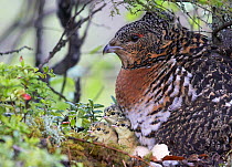 Female Capercaillie (Tetrao urogallus) with three newly hatched chicks and broken eggshells, Kuhmo, Finland, June.