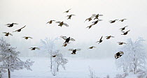 Flock of Black grouse (Tetrao / Lyrurus tetrix) flying, Suomussalmi, Finland, January.