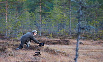 Hunter with decoy birds to attract  Black grouse (Tetrao / Lyrurus tetrix)  Kauhajoki, Finland, October 2014.