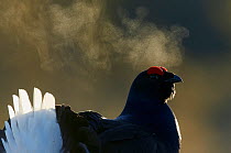 Male Black grouse (Tetrao / Lyrurus tetrix) with breath visible in cold, Liminka, Finland, March.