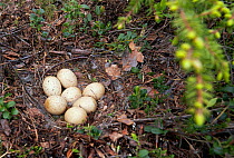 Capercaillie (Tetrao urogallus) nest with clutch of seven eggs, Vaala, Finland, June.
