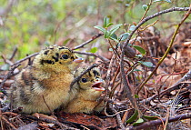 Two Capercaillie (Tetrao urogallus) chicks, Vaala, Finland, June.