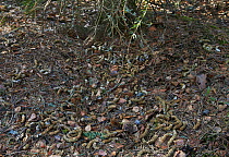 Capercaillie (Tetrao urogallus) droppings on forest floor, Vaala, Finland, May.