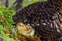 Capercaillie (Tetrao urogallus) chick by mother, Kuhmo, Finland, June.
