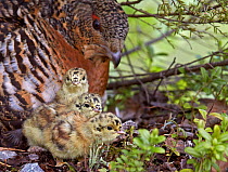 Female Capercaillie (Tetrao urogallus) with three chicks, Kuhmo, Finland, June.