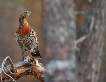 Female Capercaillie (Tetrao urogallus) on branch, Vaala, Finland, May.
