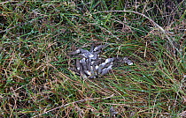 Grey partridge (Perdix perdix) droppings on wet grass, Kauhajoki, Finland, October.
