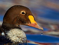 Male King eider duck (Somateria spectabilis) portrait, on water, Norway, Batsfjord, March.