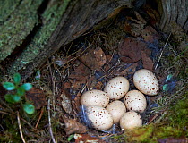 Hazel grouse (Tetrastes / Bonasa bonasia) nest with seven eggs, Kuusamo, Finland, June.
