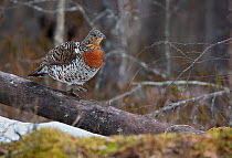 Female Capercaillie (Tetrao urogallus) walking along fallen branch, Vaala, Finland, May.