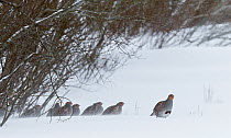 Grey partridges (Perdix perdix) in snow, Kauhajoki, Finland, January.