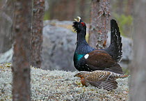 Male Capercaillie (Tetrao urogallus) displaying to female at lek, Jalasjarvi, Finland, April.