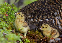 Two Capercaillie (Tetrao urogallus) chicks by mother, Kuhmo, Finland, June.