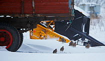 Six Grey partridges (Perdix perdix) near machinery, Kauhajoki, Finland, January.