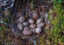 Willow grouse / Ptarmigan (Lagopus lagopus) nest with clutch of twelve eggs, Kuusamo, Finland, June.
