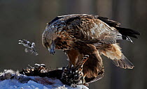 Golden eagle (Aquila chrysaetos) feeding on a female Capercaillie (Tetrao urogallus) Kuusamo, Finland, April.