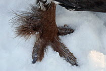 Capercaillie (Tetrao urogallus) close up of foot, Kuusamo, Finland, March.