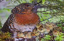 Female Capercaillie (Tetrao urogallus) and chicks, Kuhmo, Finland, June.