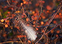 Willow grouse / Ptarmigan (Lagopus lagopus) feather caught on plant, Inari Kiilopaa, Finland, September.