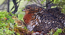 Female Capercaillie (Tetrao urogallus) with chick, Kuhmo, Finland, June.