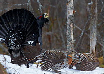 Male Capercaillie (Tetrao urogallus) and two females at lek, Vaala, Finland, May.