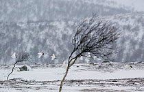 Willow grouse (lagopus lagopus) flock in flight in snow, Utsjoki, Finland, October.