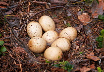 Capercaillie (Tetrao urogallus) nest with a clutch of seven eggs, Vaala, Finland, June.