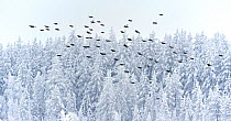 Black grouse (Tetrao / Lyrurus tetrix) flock flying past snow covered conifer trees, Suomussalmi, Finland, January.