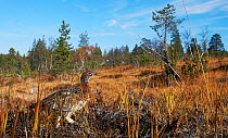 Willow grouse / Ptarmigan (Lagopus lagopus) walking, Inari Kiilopaa, Finland, September.
