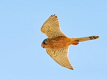 Male Kestrel (Falco tinnunculus) flying, Spain, May.