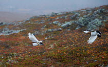 Two Willow grouse / Ptarmigans (Lagopus lagopus) flying, Inari Kiilopaa, Finland, September.