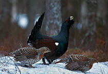 Capercaillie (Tetrao urogallus) two females and a male at a lek, Vaala, Finland, May.