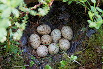 Hazel grouse nest (Tetrastes / Bonasa bonasia) Kuusamo, Finland, June.