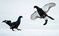 Two male Black grouse (Tetrao / Lyrurus tetrix) one on the ground, he other flying, Utajarvi, Finland, April.