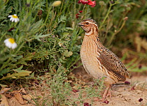 Male Common quail (Coturnix coturnix) calling, Spain, May.