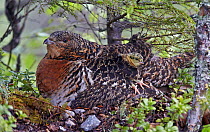 Female Capercaillie (Tetrao urogallus) with chick on back, Kuhmo, Finland, June.