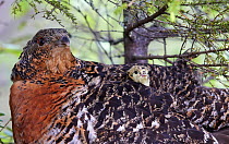 Female Capercaillie (Tetrao urogallus) with chick looking out from between feathers, Kuhmo, Finland, June.